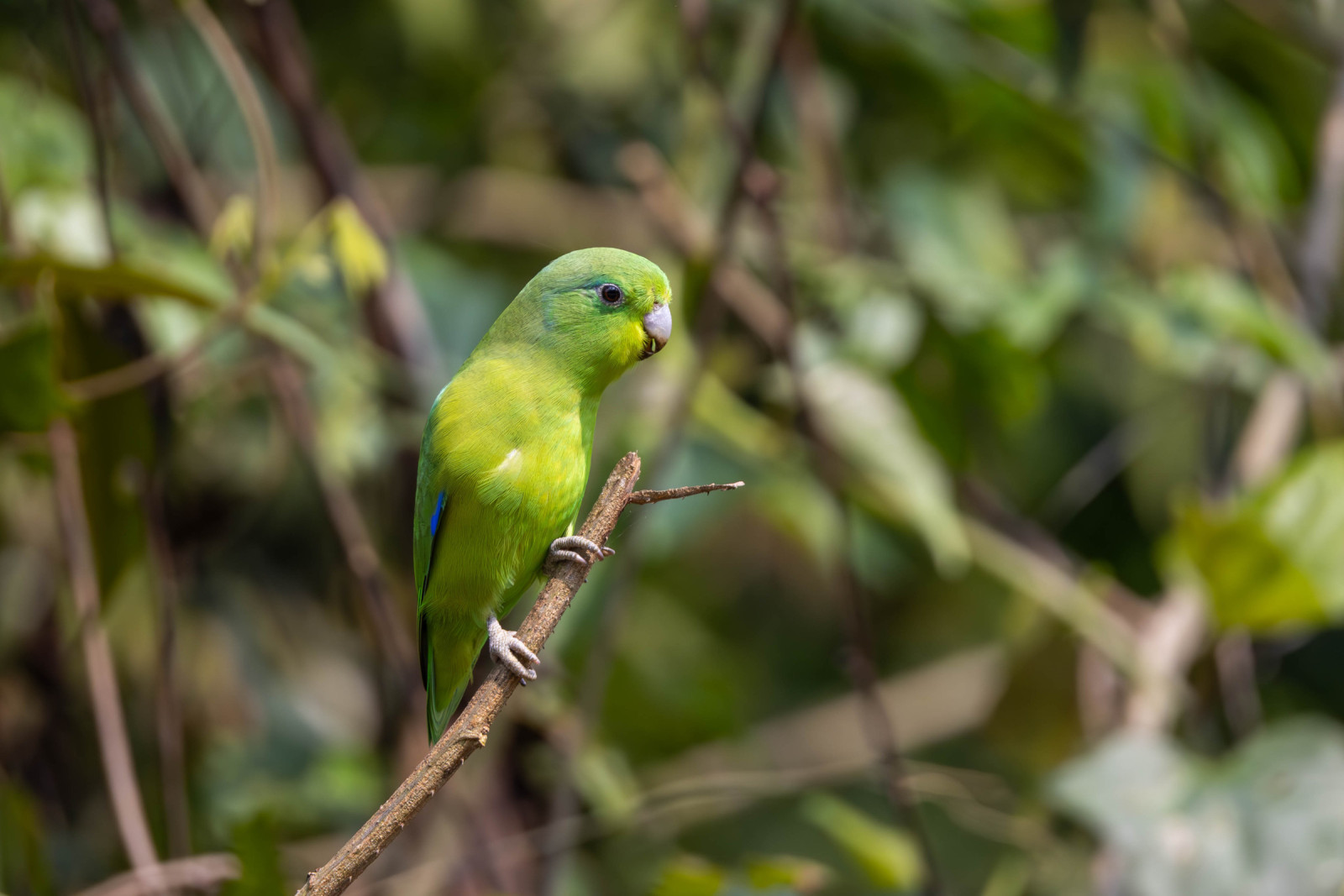 image Blue-winged Parrotlet